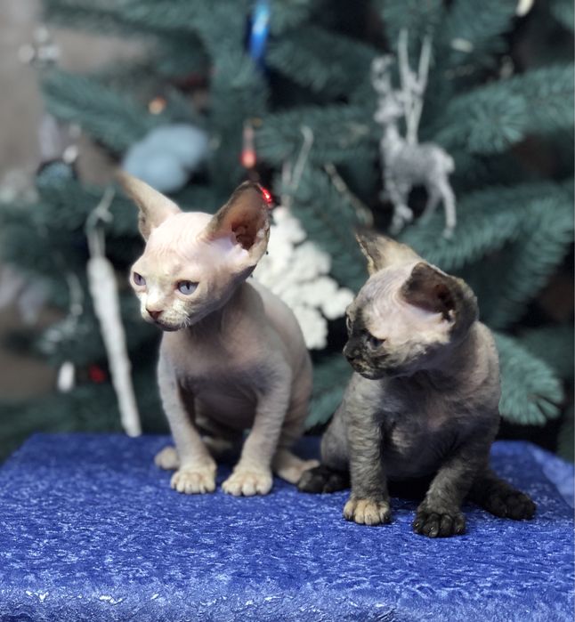 Кошенята Девон рекси