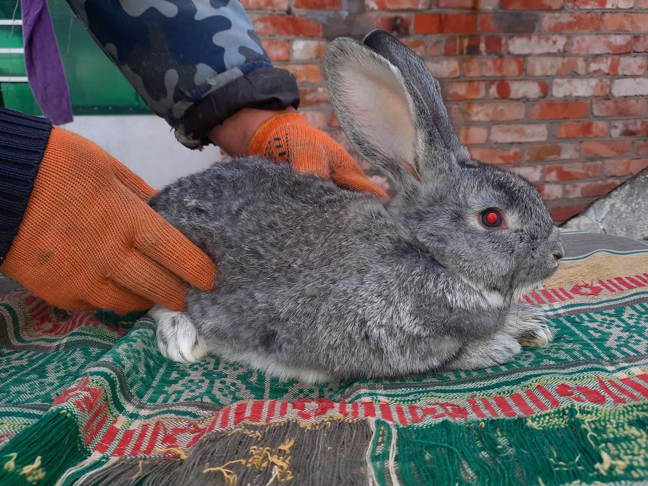 Продам  молодих кролі