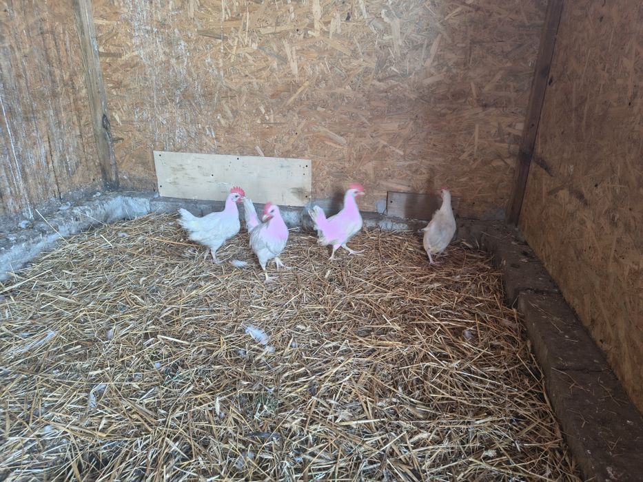 Kogutki leghorn odchowane