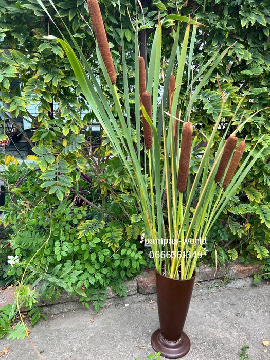 Сухостій, камиш , декор, очерет, пампасна трава