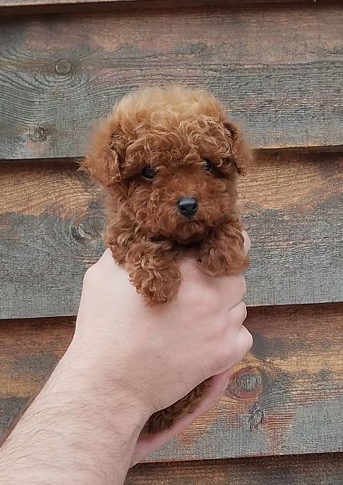 Мальтипу ф1 и ф2