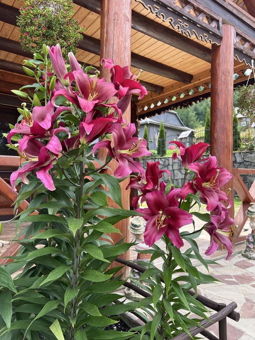 «Карпатский Рай» Вілла Яремче Оренда