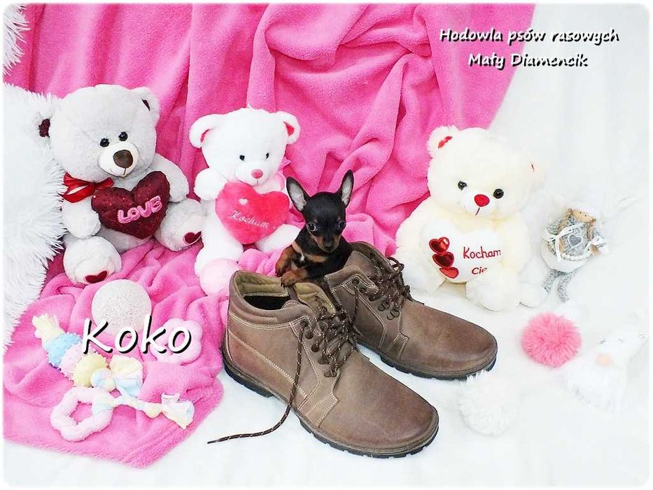 !! Ultra MINI !! Sunia KOKO Pinczer miniaturowy ( Ratlerek ) Rodowód