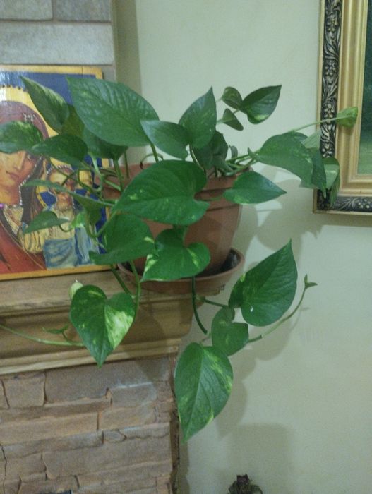 Сциндапсус эпипремнум