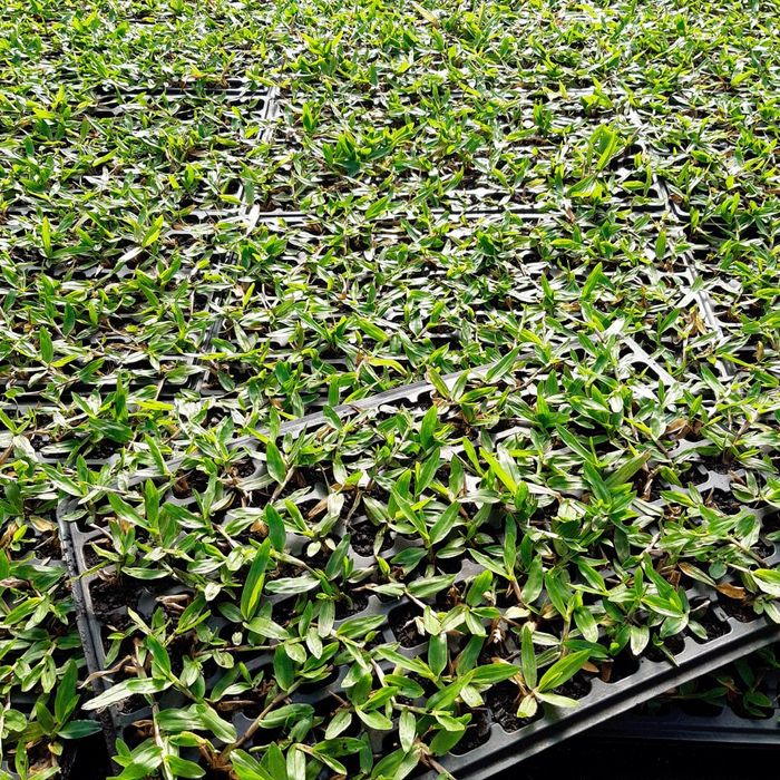 Relva Brasileira em tabuleiro