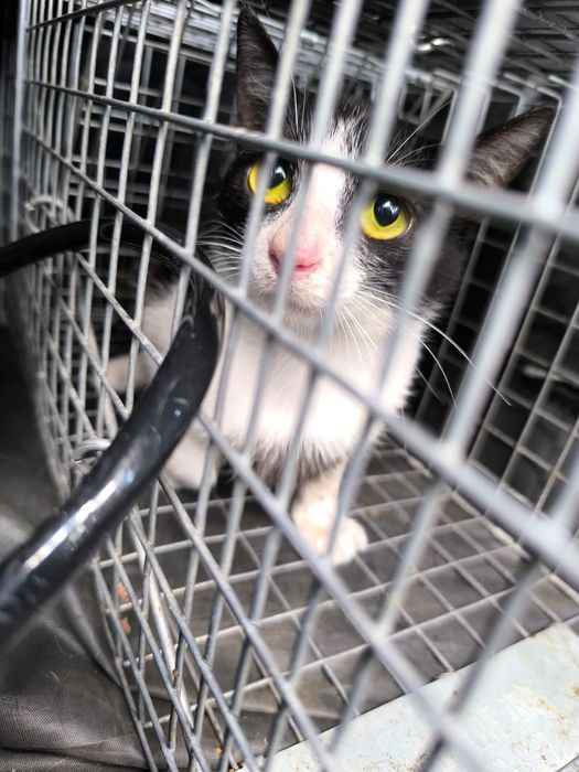 Czy wydarzy się cud i kotki ktoś pokocha?..