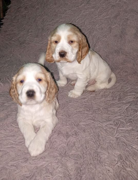 Cocker spaniel angielski