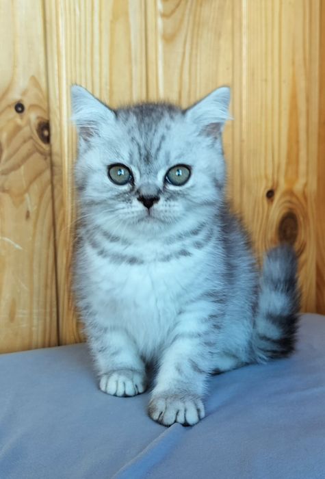 Гарний хлопчина срібна шиншила.