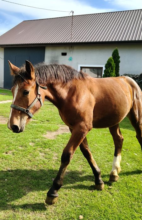 Sprzedam źrebice gniadą i ogierka siwego  pół perszeron