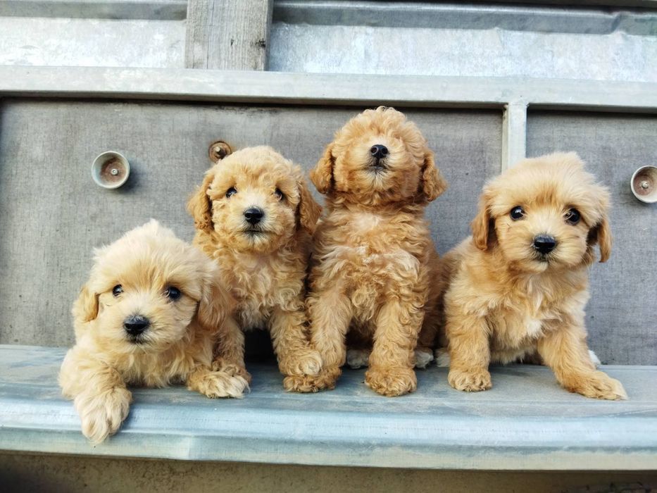 Продам цуценят мальтіпу 2.5 місяця