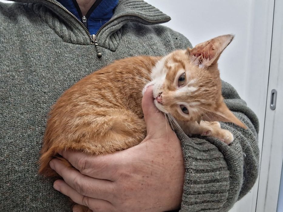 Kociaki do adopcji. Ostoja Mruczków