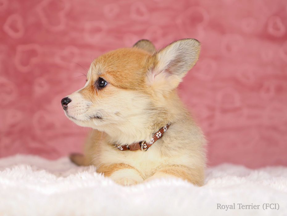 suczka Welsh Corgi Pembroke ZKWP/FCI po championie