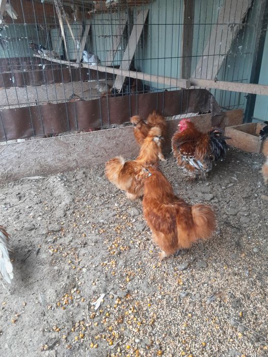 Silki koguty czerwone