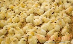 Добовий бройлер Kobb-500, Ross-708, курчата