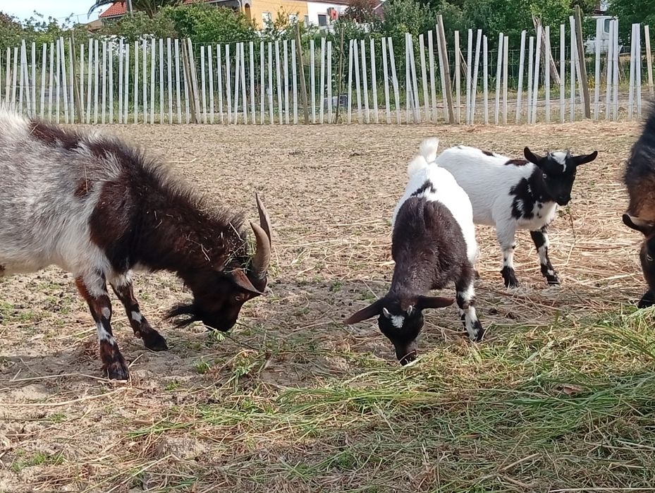 Cabras bebes anãs