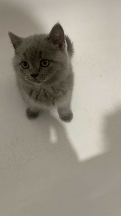 Кошенята британці кіт киця кішка висловуха Кот кошика британець