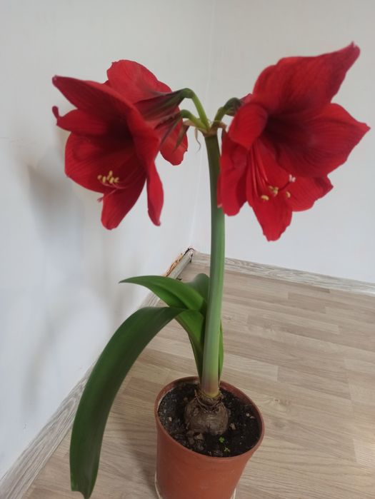 Кімнатна рослина