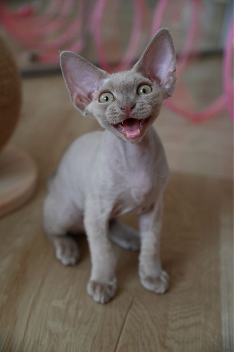 Kocurek Devon Rex