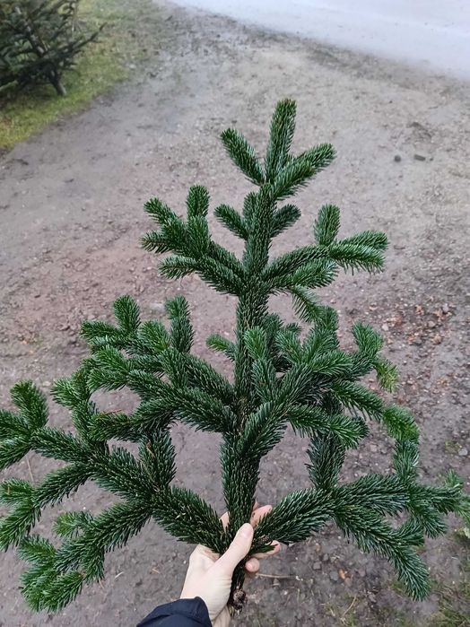 Gałązki na stroik, ścięte 20.12.2025