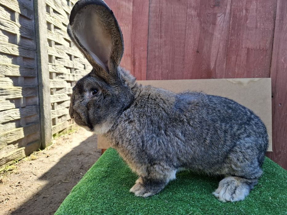 Olbrzym Belgijski samiec