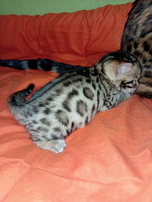 Бенгальский котёнок бенгалы