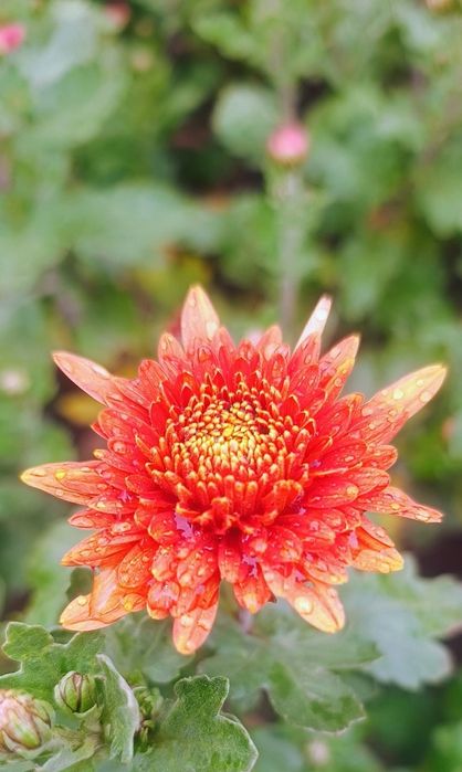 Хризантеми продам