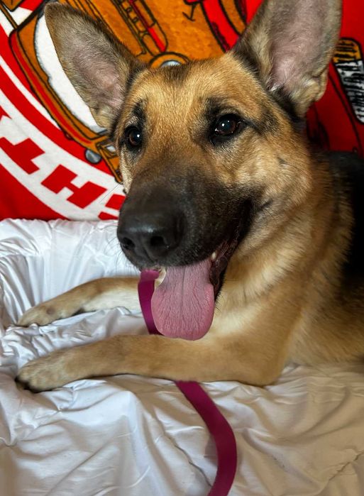 Piesek do adopcji MAKS