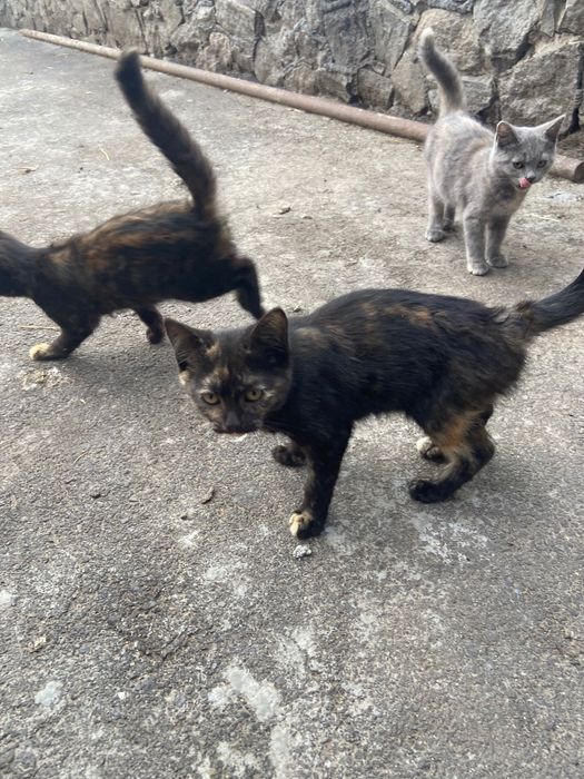 Відам троє котенят