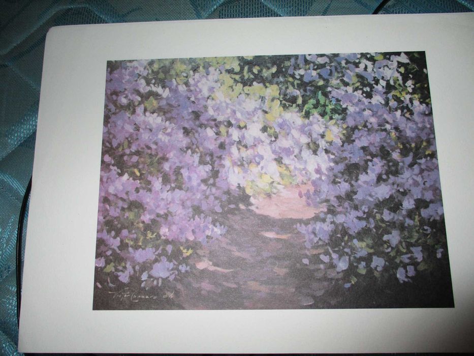 reproduçao azaleas dos açores 25cm