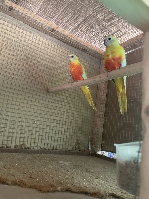 Troquesinhos e burkes