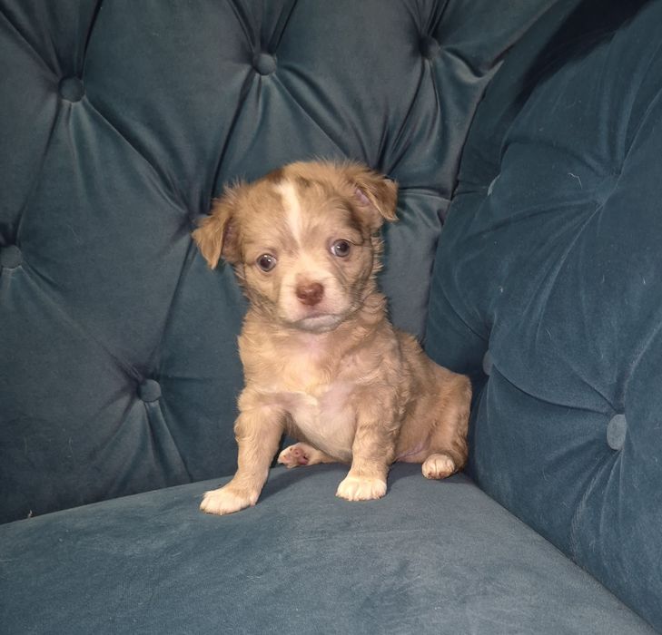 Chihuahua długowłosy  piesek  o wyjątkowym umaszczeniu Choco merle