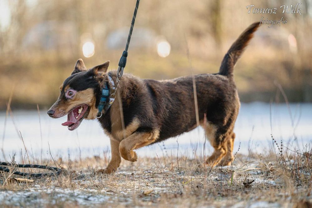 Funtek błaga o dom- pilna adopcja