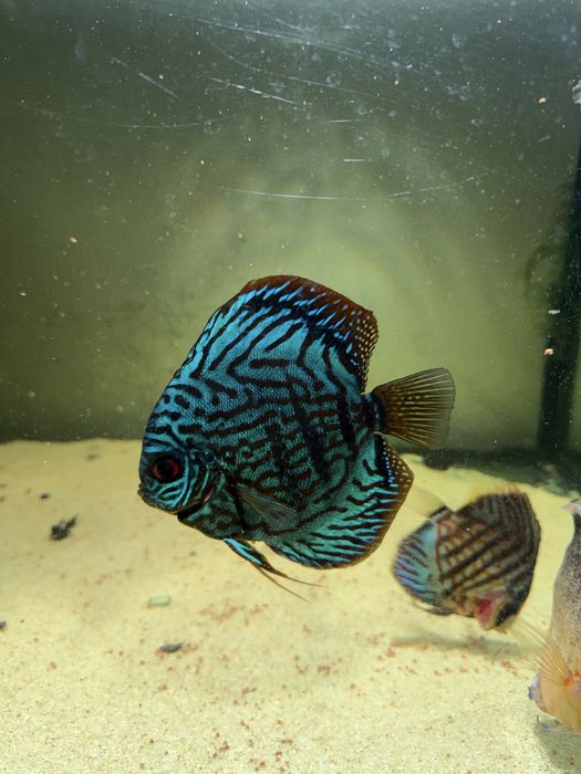 Discus blue Turquoise