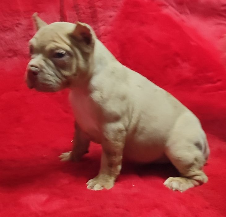 American bully pocket !