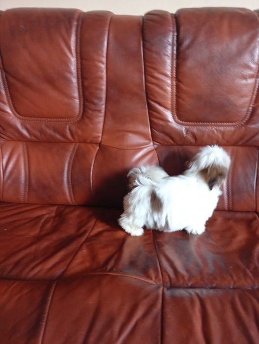 Suczka shih-tzu z genem czekoladowym