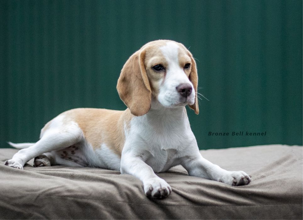 Бигль биколор девочка!!!