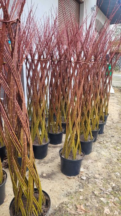 Wierzba pleciona Drzewko wiklinowe Wierzba pleciona dzewko