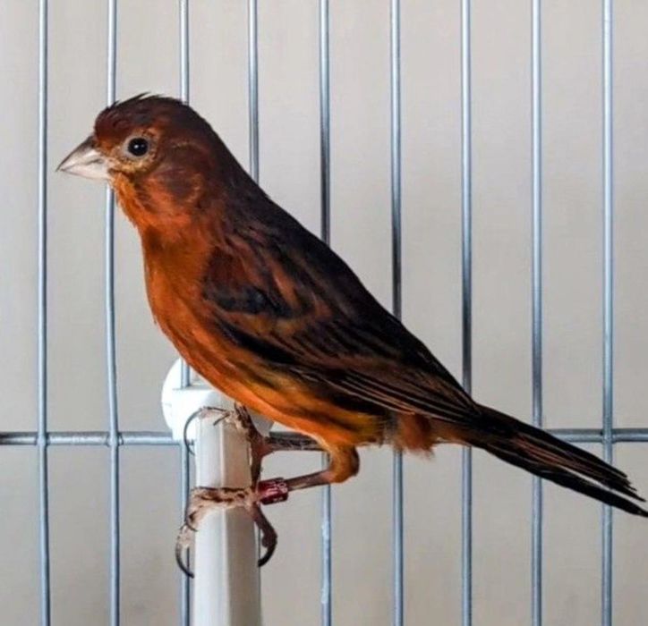 Canários 2025 ( bronze + timbrado)