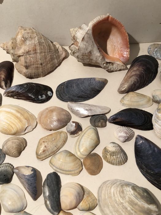 Ракушки, рапаны для аквариума