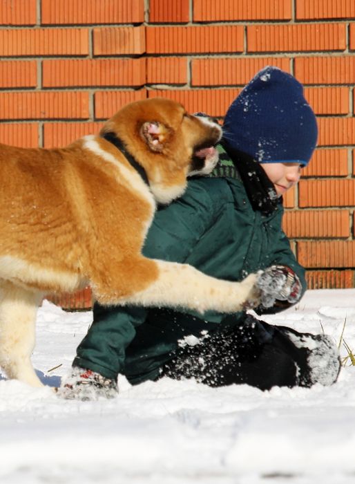 Короткошерстний  хлопчик  КВ.