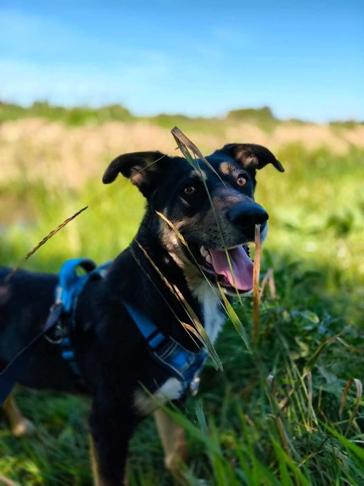 Szarak do adopcji!