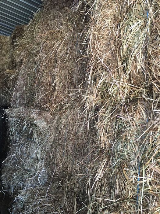 Fardos luzerna/Palha/feno