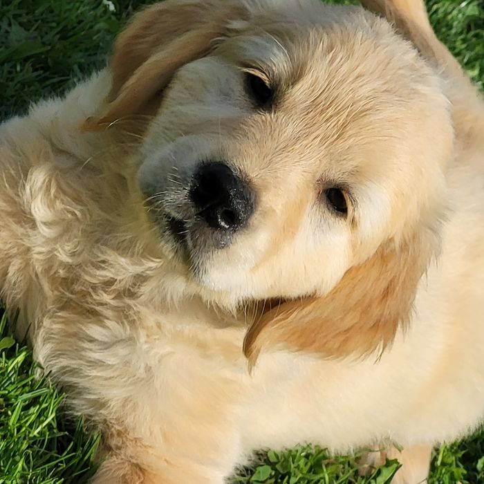 Golden retriever samiec z 4 pokoleniowym rodowodem badania genetyczne