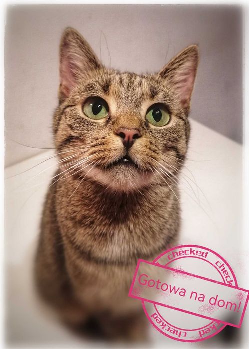 Kotka Misia szuka domku