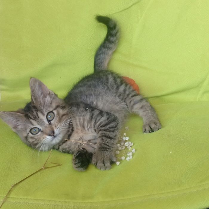 Кошенятко безкоштовна
