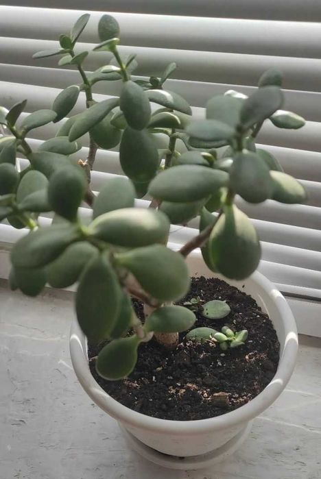 ‼️Продам: Сансевієрія та Грошове дерево!
(з горщиками)