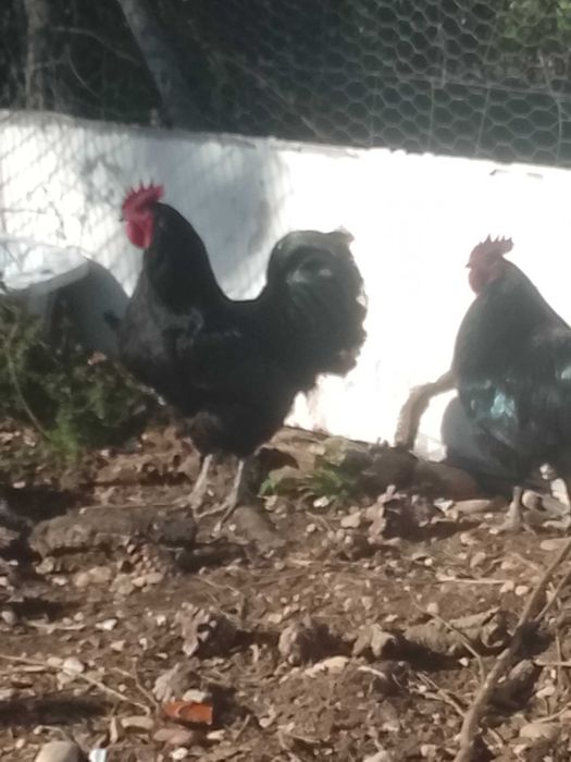 Galos com 18 meses. Austrolop .