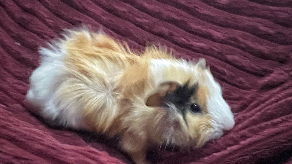 Морська свинка Розетка