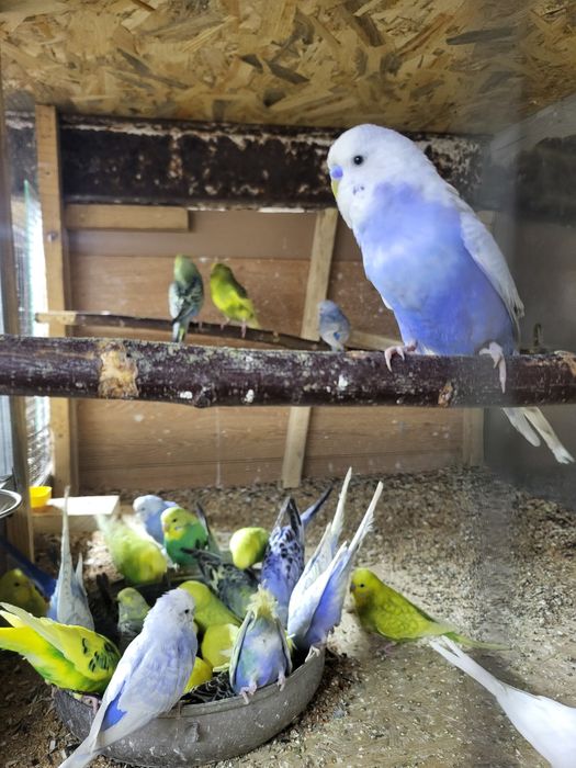 Papugi faliste I nimfy