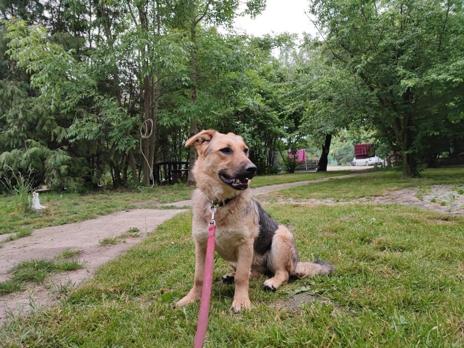 Szczeniak Lily do adopcji!!! Pieski dowozimy!!!